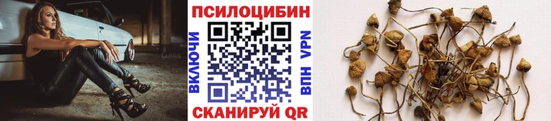 Купить где  Кизляр  Псилоцибиновые грибы GOLDEN TEACHER 